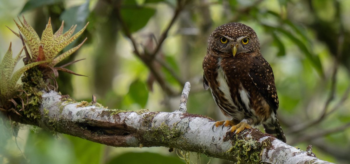 Lista Oficial de las Aves de Costa Rica